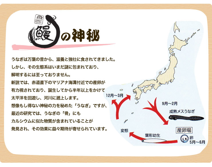 うなぎの豆知識